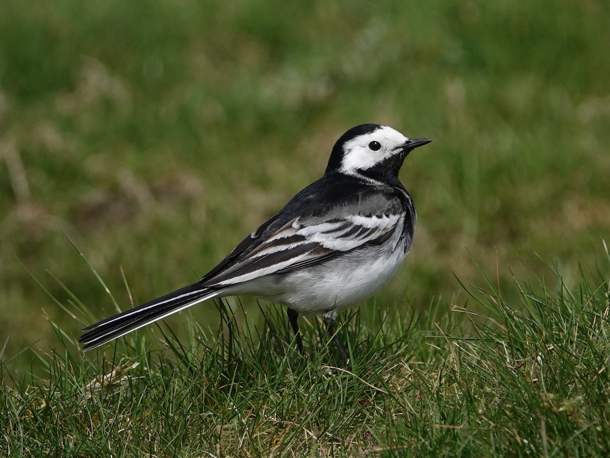 White Wagtail (British) - Peter Yendle