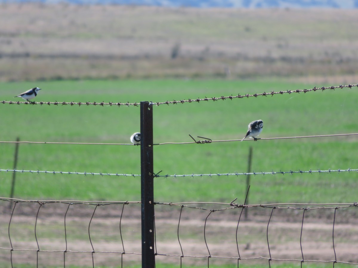 White-fronted Chat - ML618313286