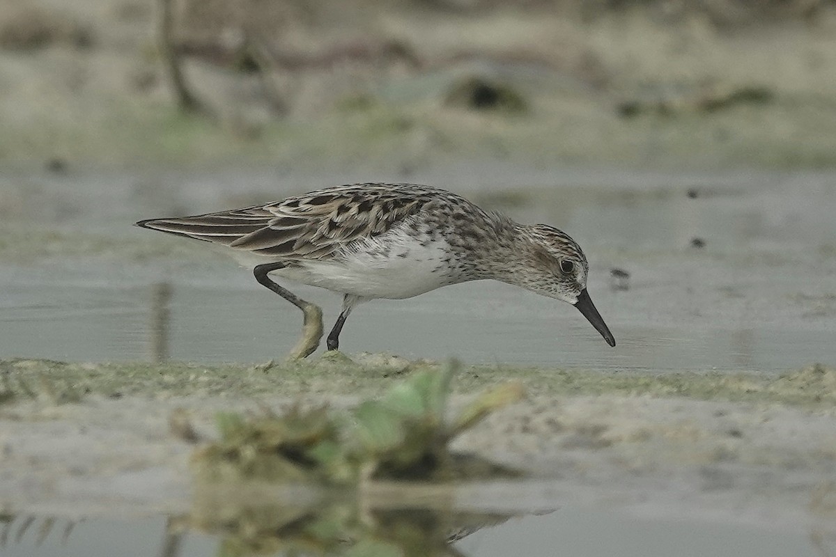 Semipalmated Sandpiper - ML618313301