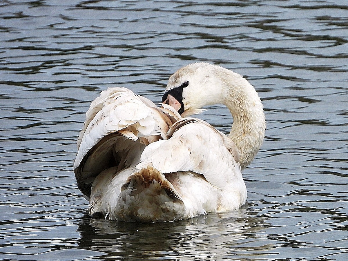 Cygne tuberculé - ML618313309