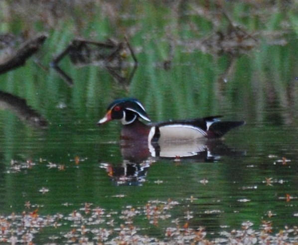 Wood Duck - ML618313315