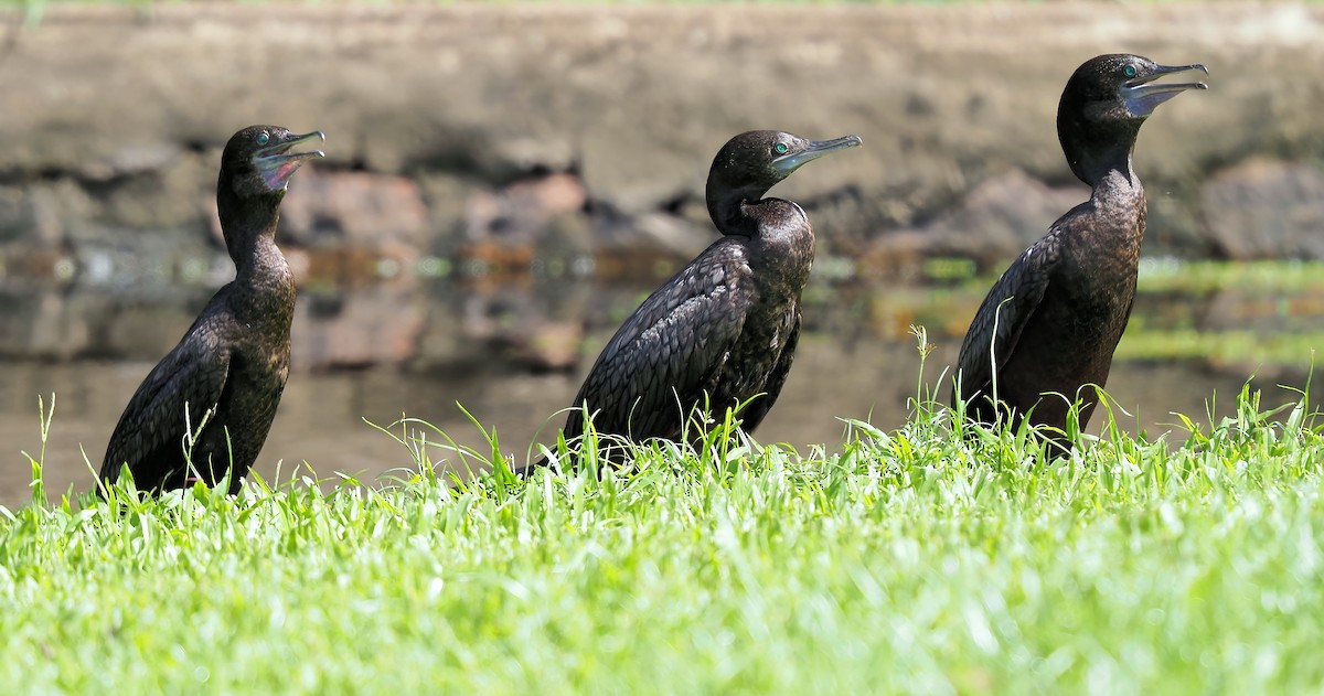 Little Black Cormorant - Len and Chris Ezzy