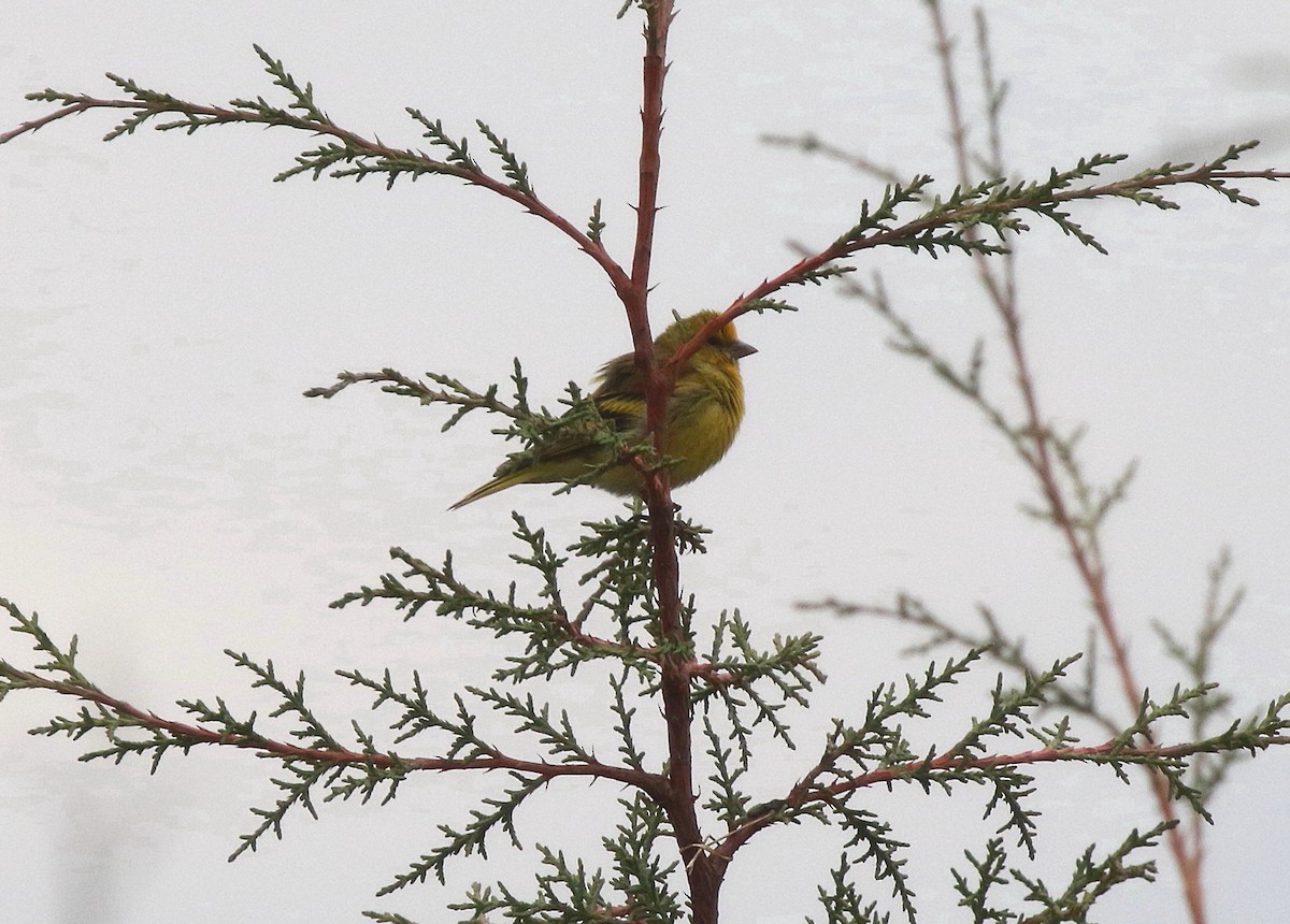 Serin à calotte jaune - ML618313351