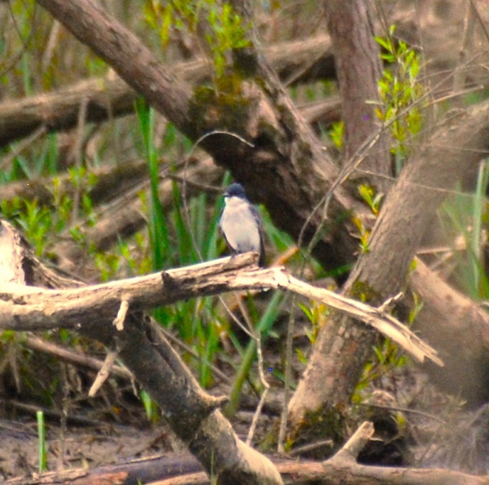 Eastern Kingbird - Rick Raymondi