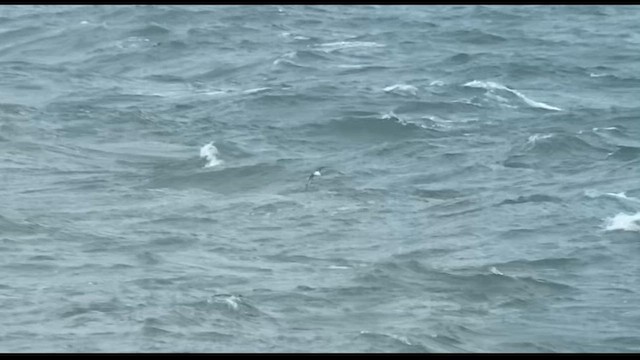 Manx Shearwater - ML618313364