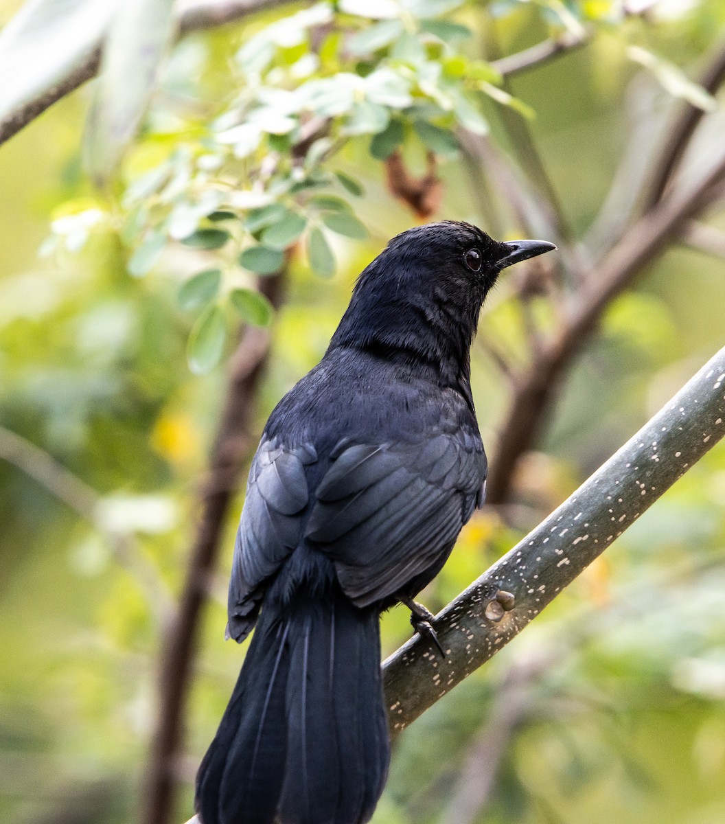 Black Catbird - ML618313367