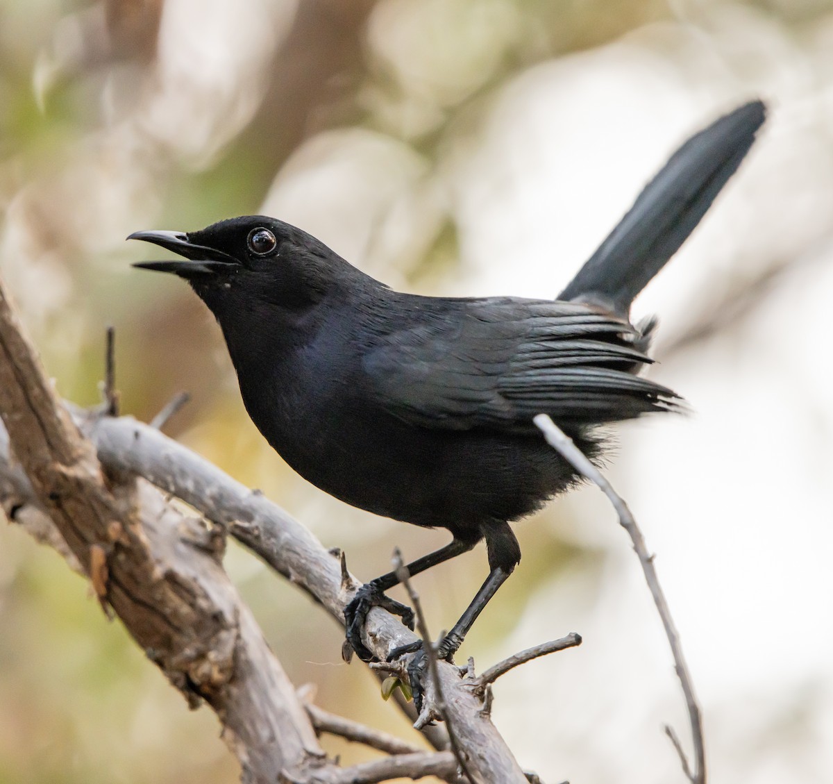 Black Catbird - ML618313368