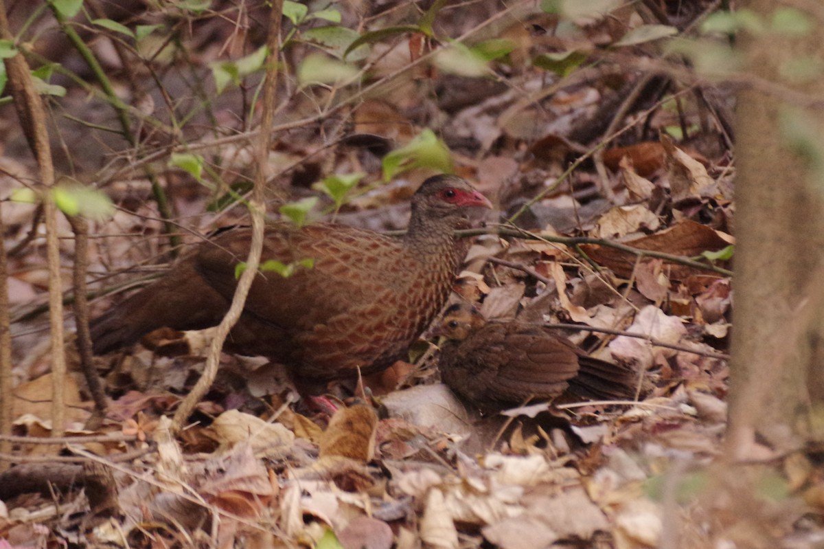 Red Spurfowl - ML618313369