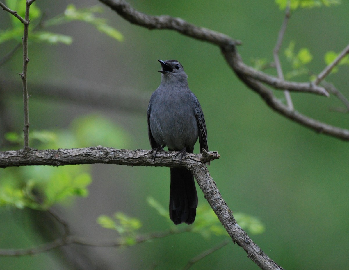 Gray Catbird - ML618313374