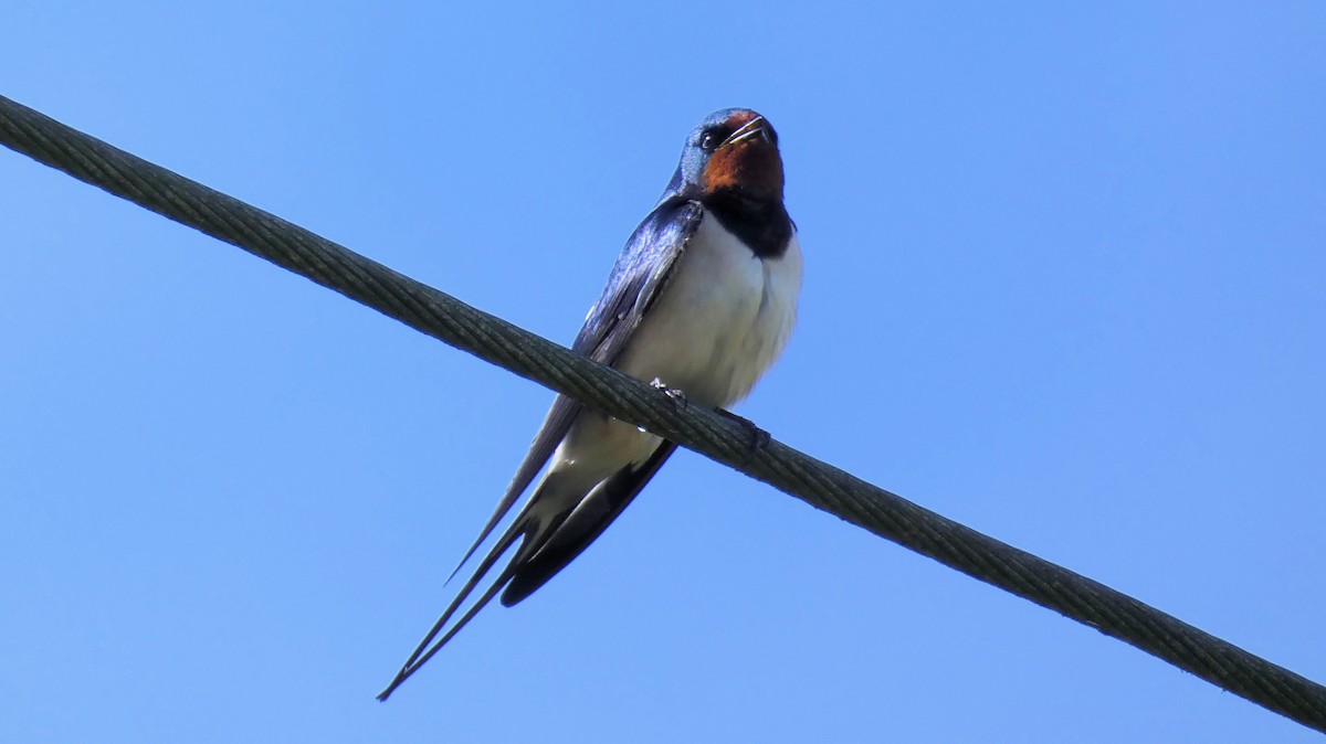 Barn Swallow - Stephan Kienle