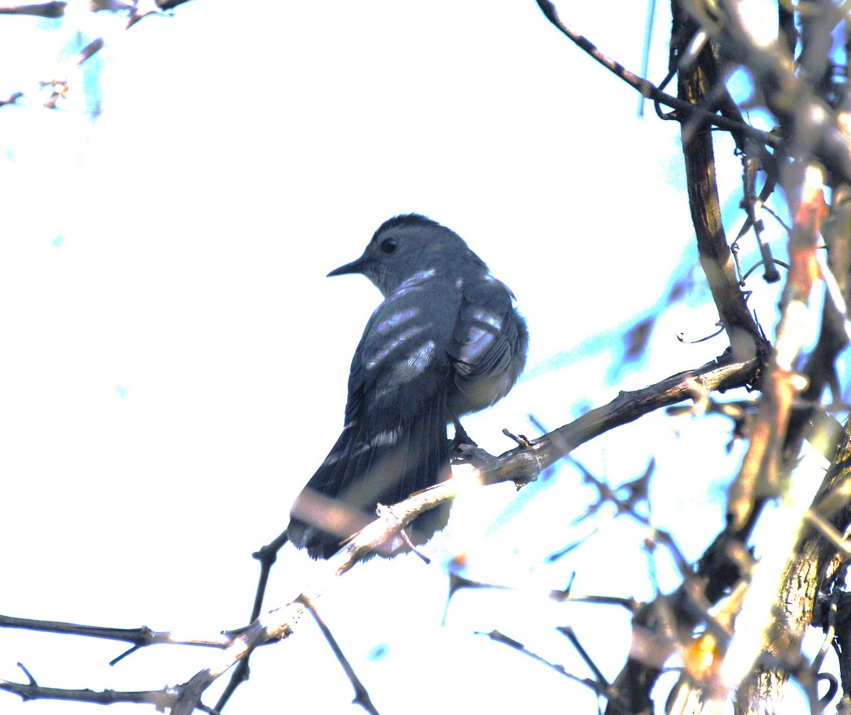 Gray Catbird - ML618313407