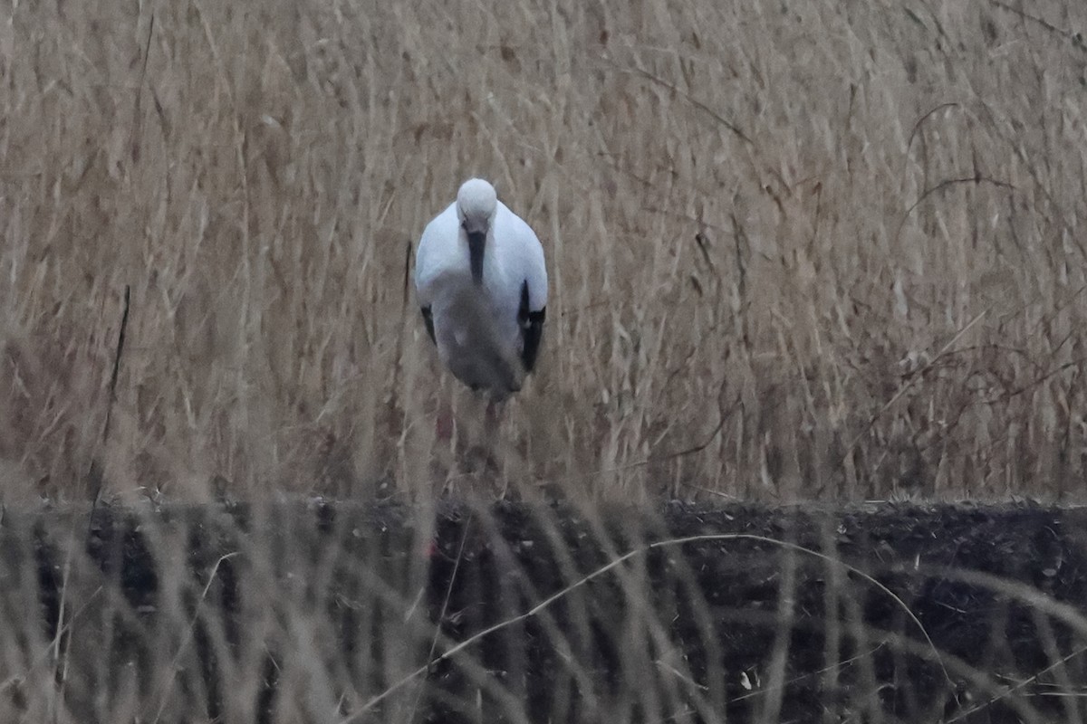 Oriental Stork - Fabio Olmos