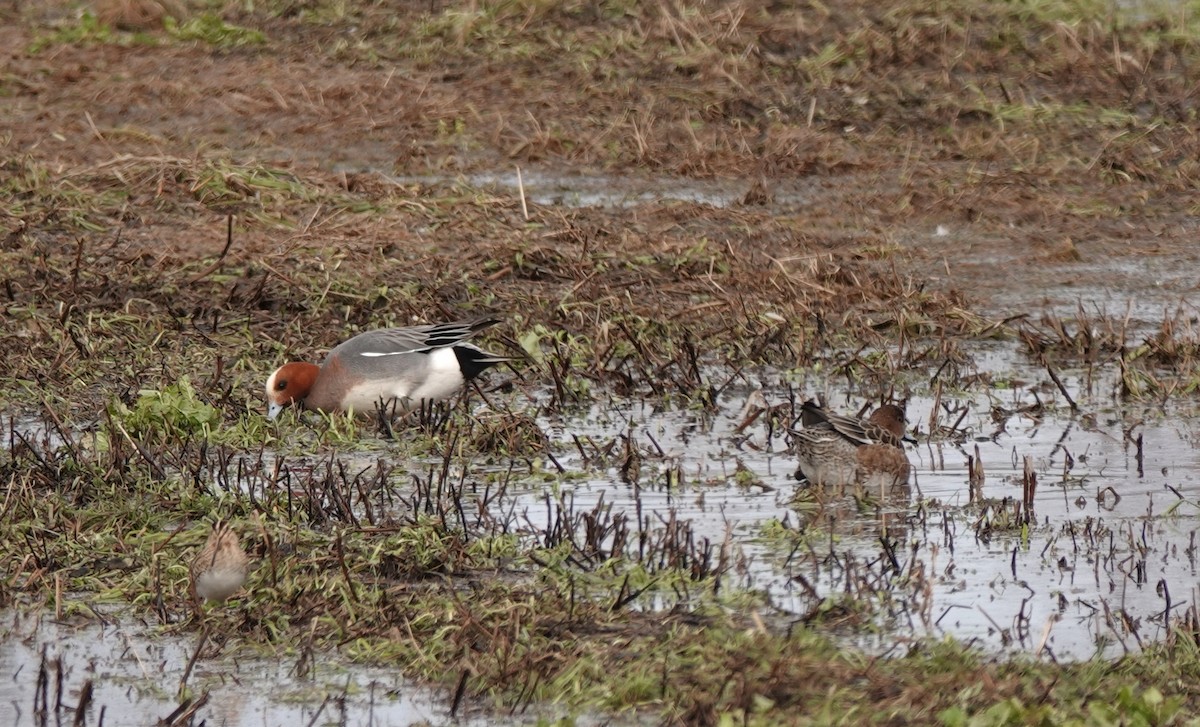 Eurasian Wigeon - ML618313416