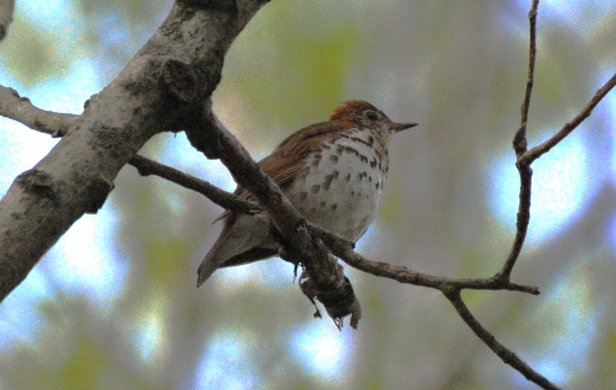 Wood Thrush - ML618313421