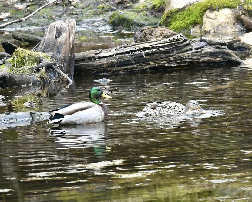 Mallard - Heather Pickard