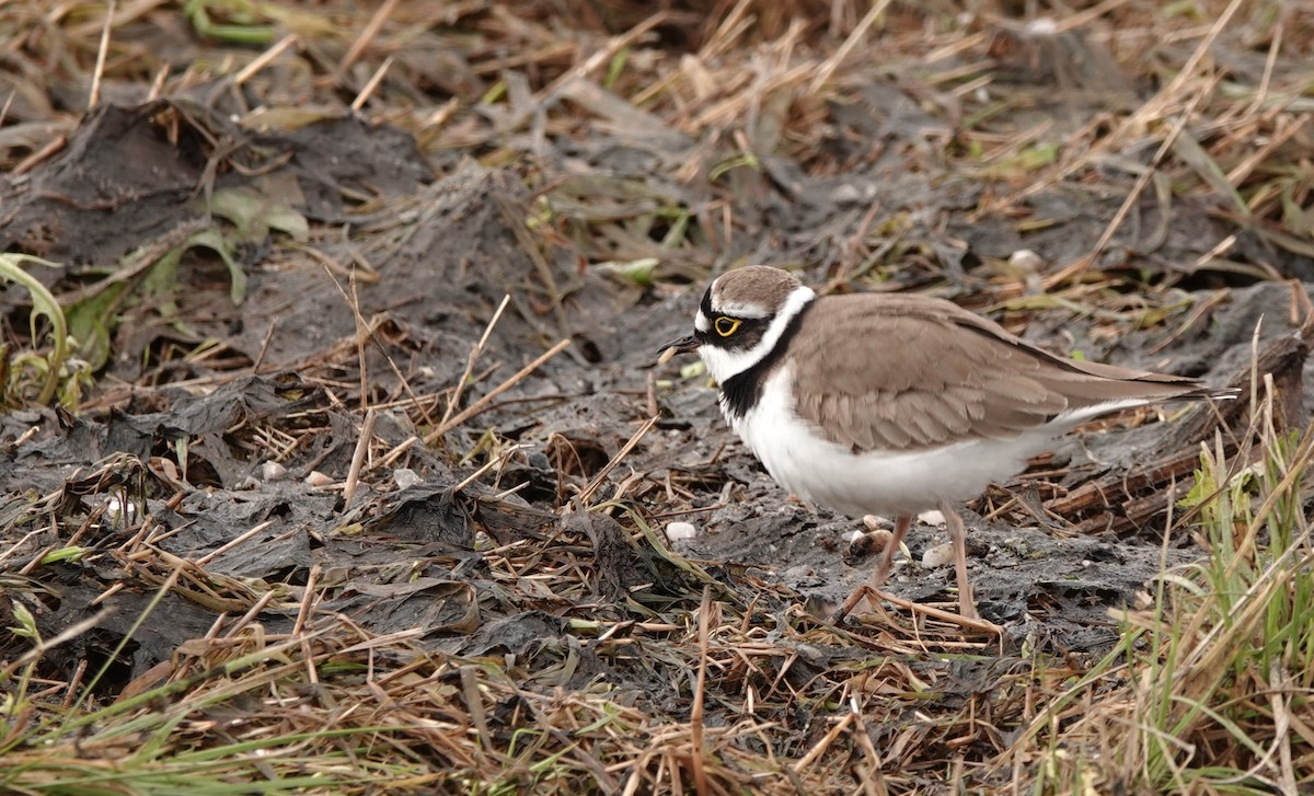 Little Ringed Plover - ML618313432