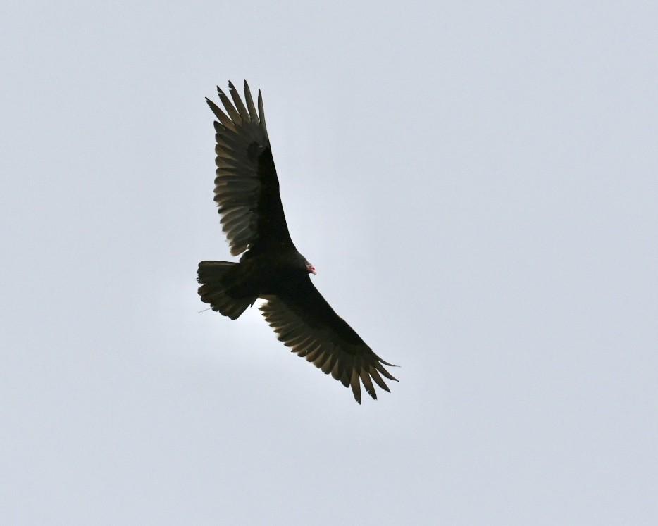 Urubu à tête rouge - ML618313441