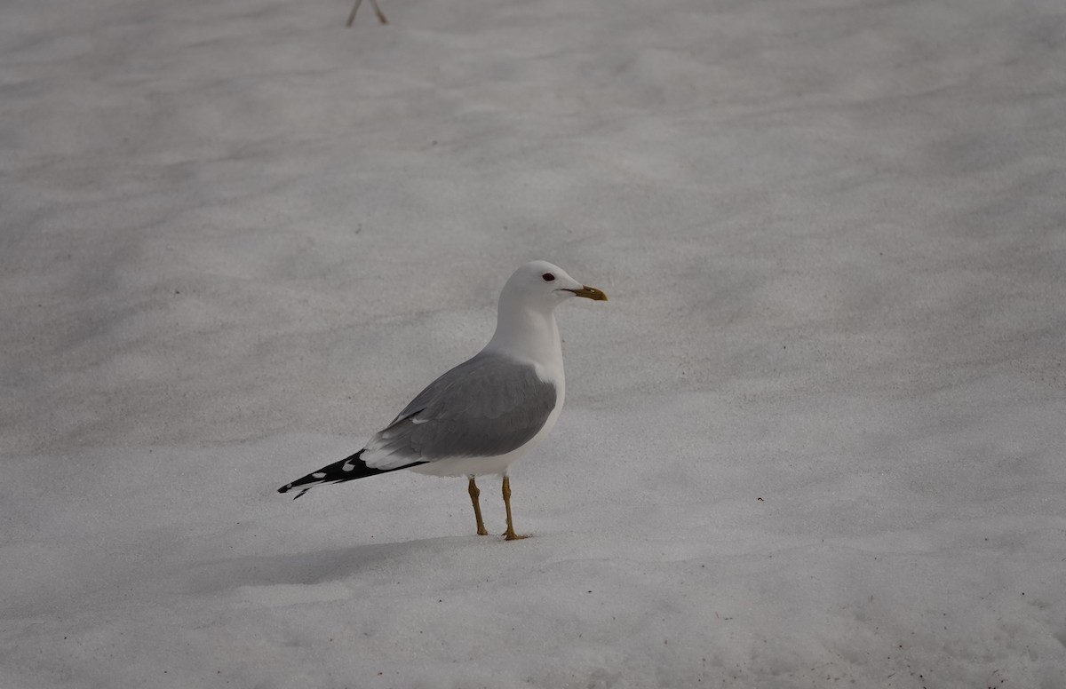 Common Gull - ML618313459