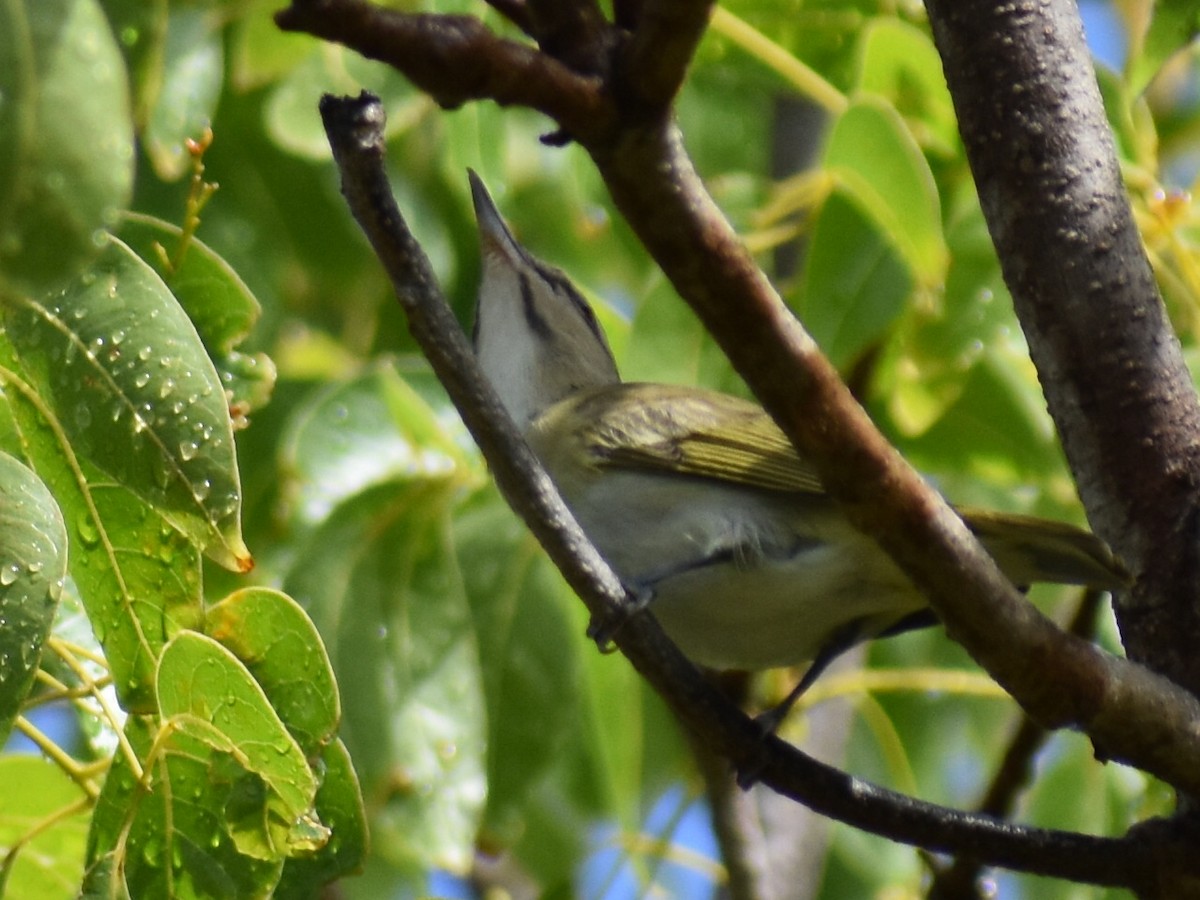 Black-whiskered Vireo - Tom Marvel