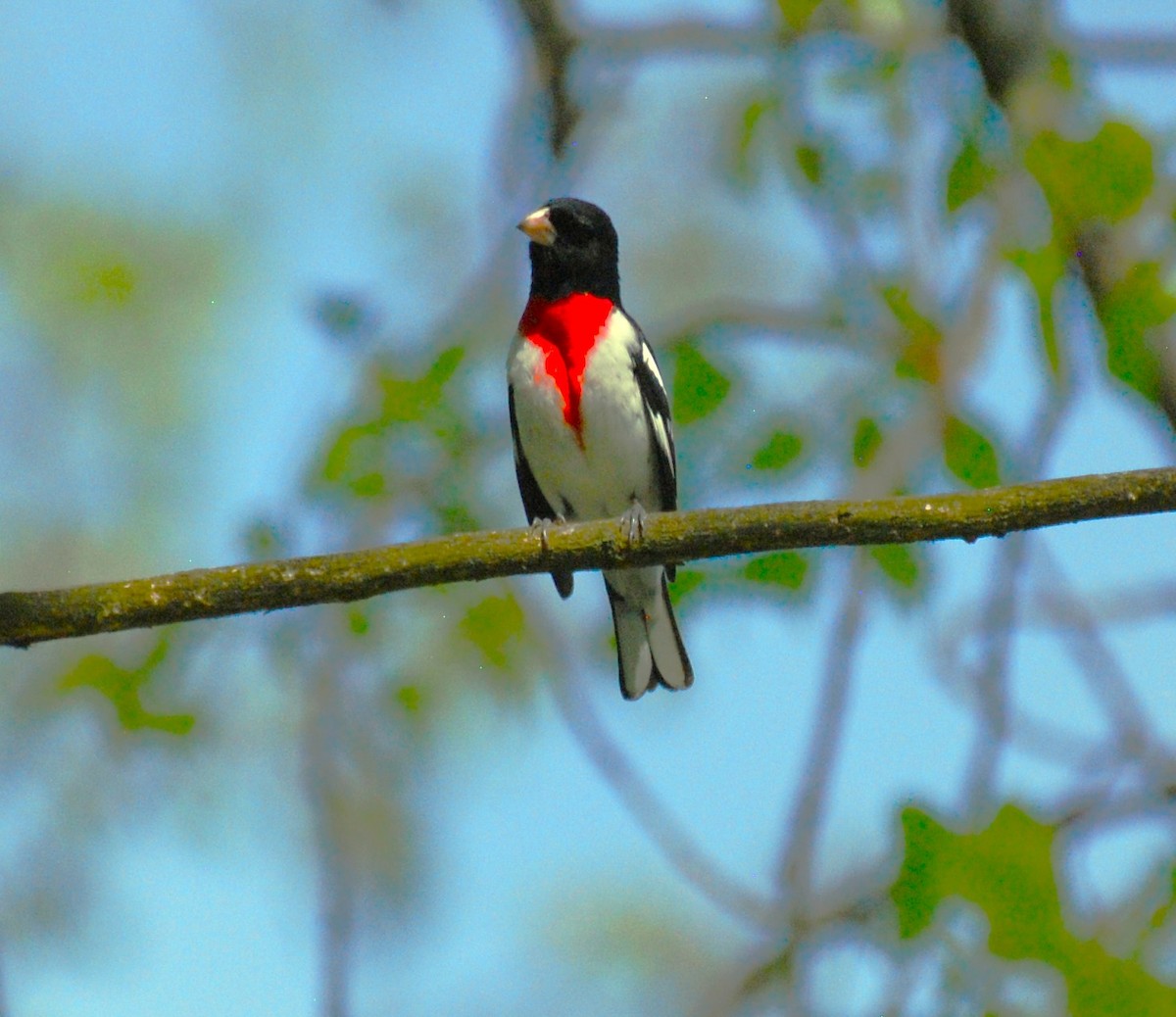 Rose-breasted Grosbeak - ML618313475