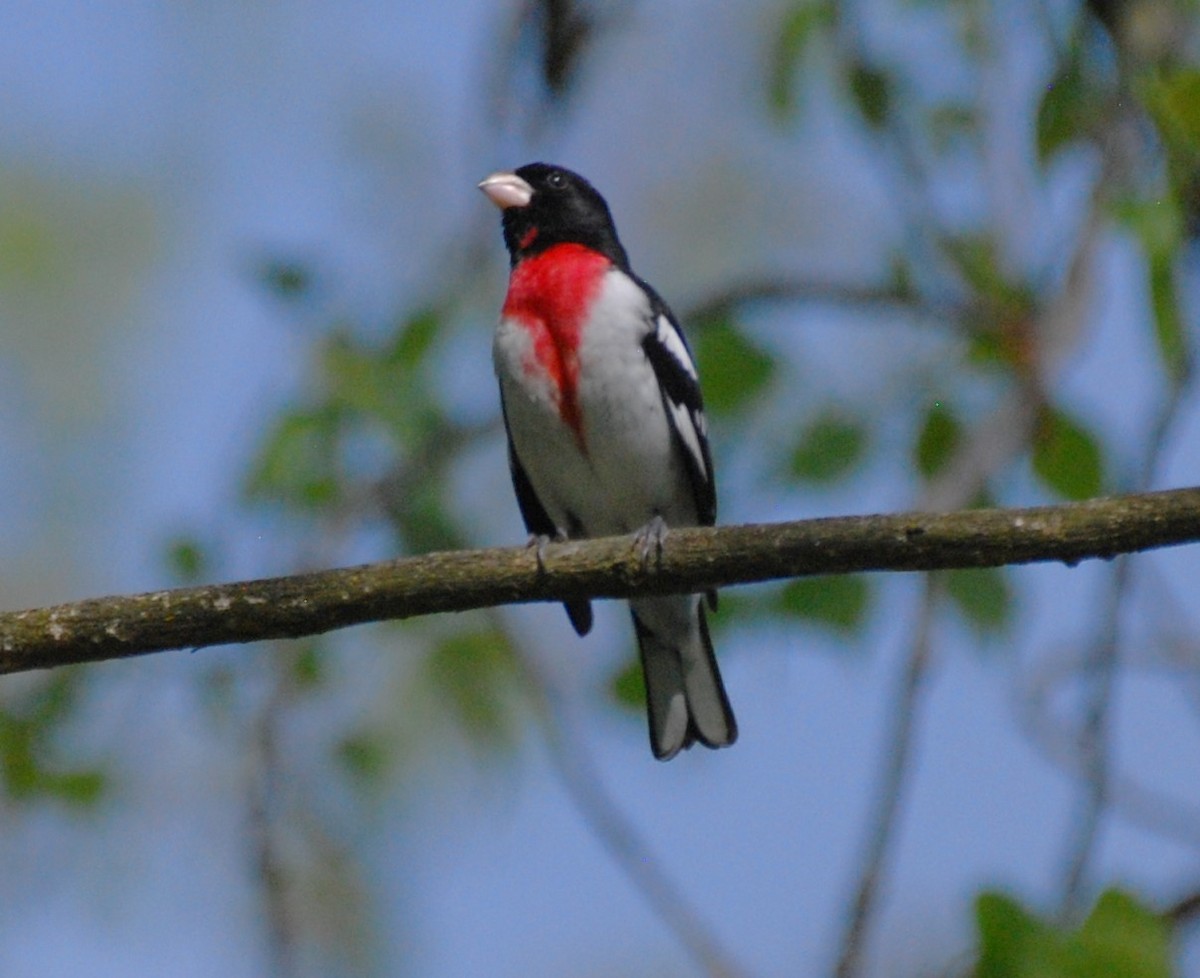 Rose-breasted Grosbeak - ML618313491