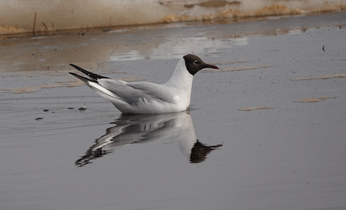 Black-headed Gull - ML618313495