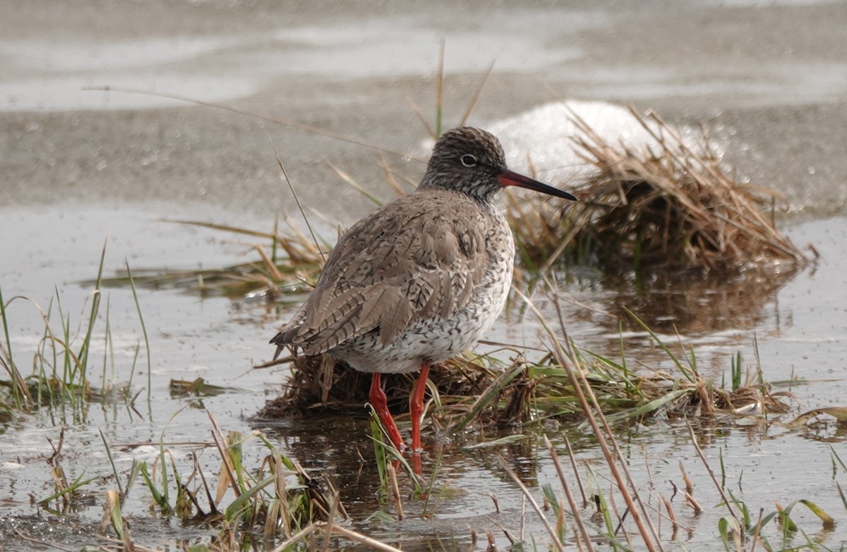 Common Redshank - ML618313505