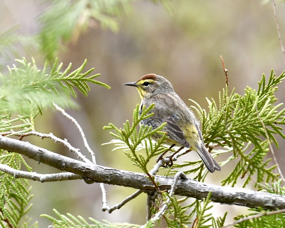 Palm Warbler - ML618313530