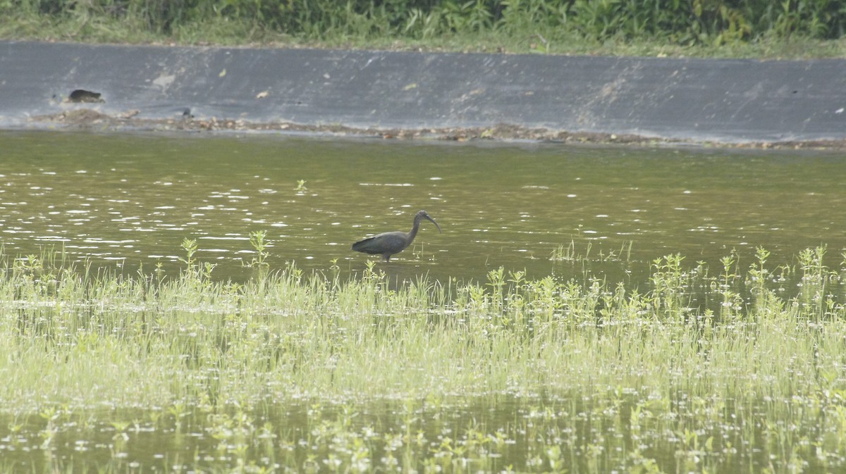 Glossy Ibis - ML618313534