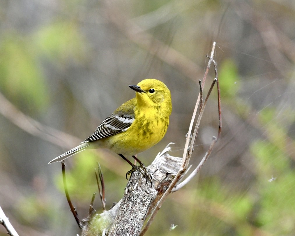 Pine Warbler - Heather Pickard