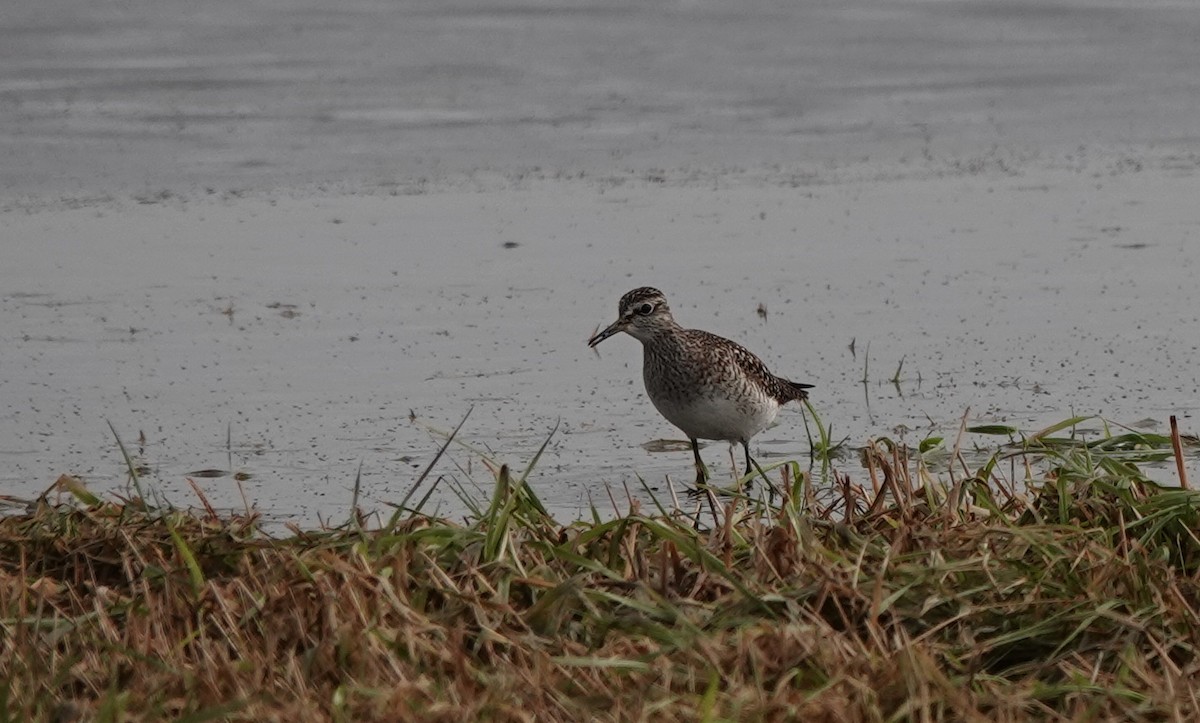 Wood Sandpiper - eero salo-oja