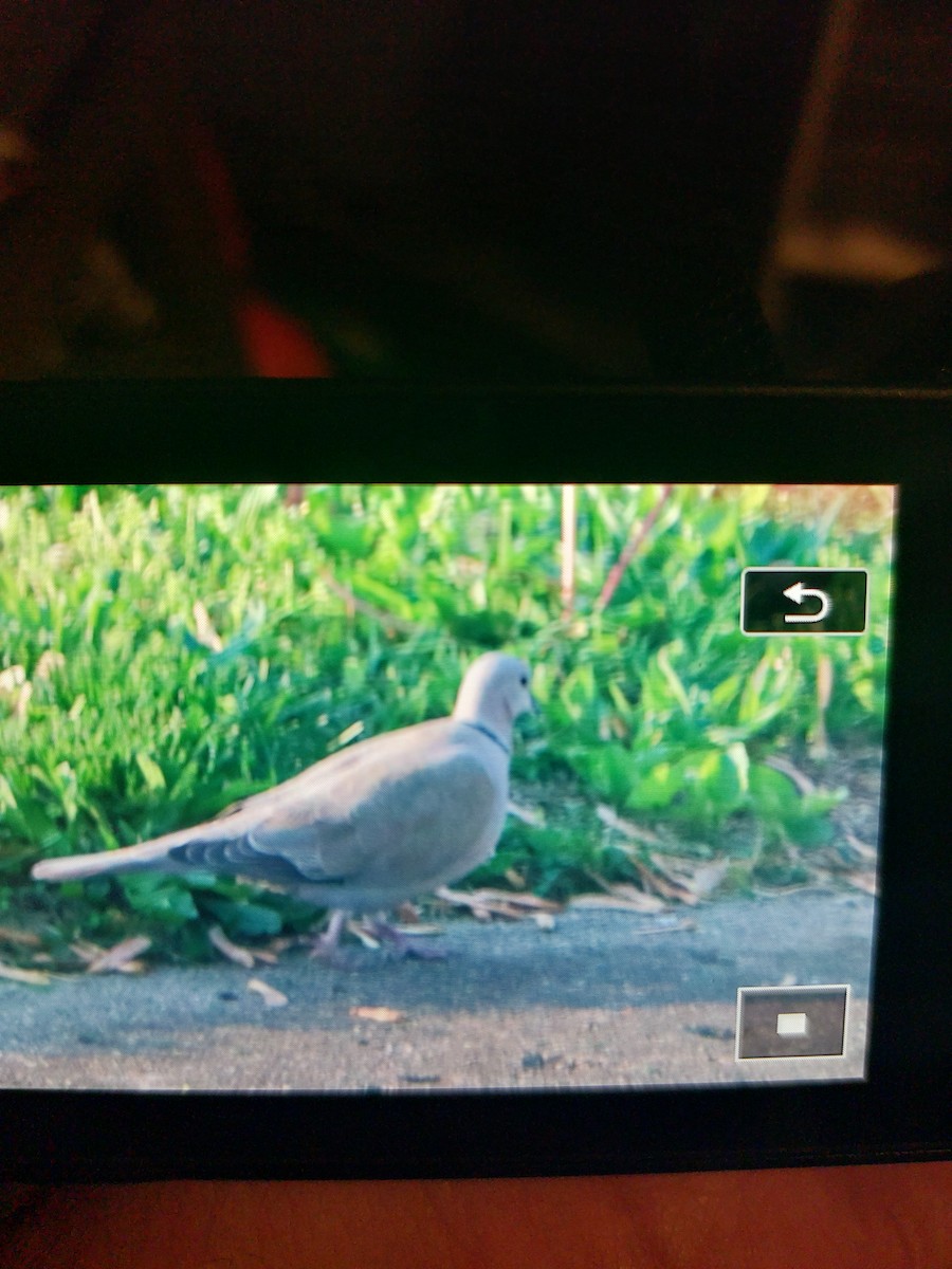 Eurasian Collared-Dove - Dalen Simmons