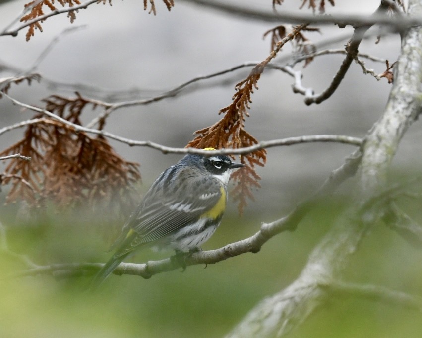 Yellow-rumped Warbler (Myrtle) - Heather Pickard