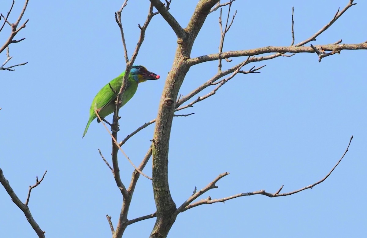 barbet tchajwanský - ML618313616