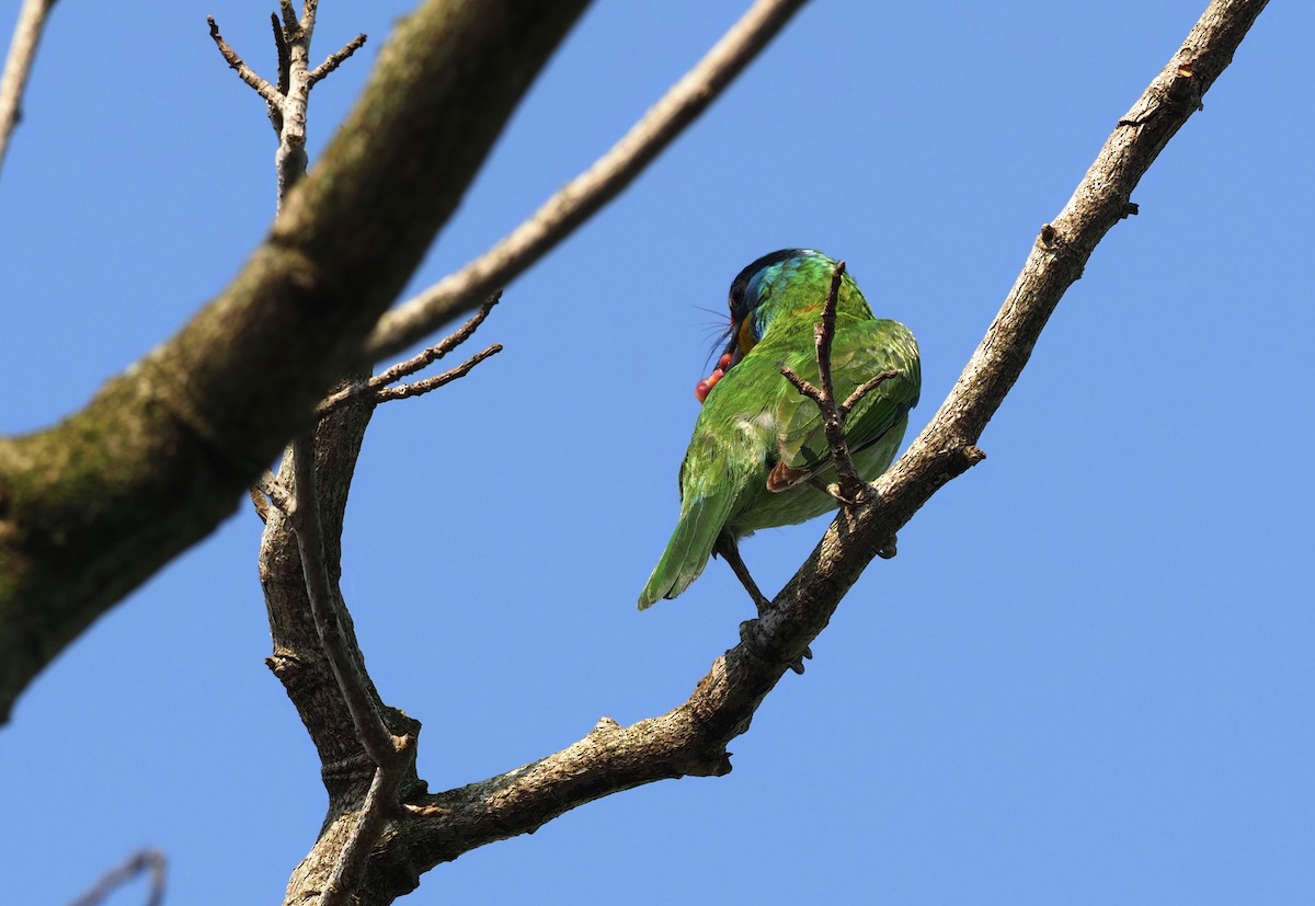 barbet tchajwanský - ML618313617