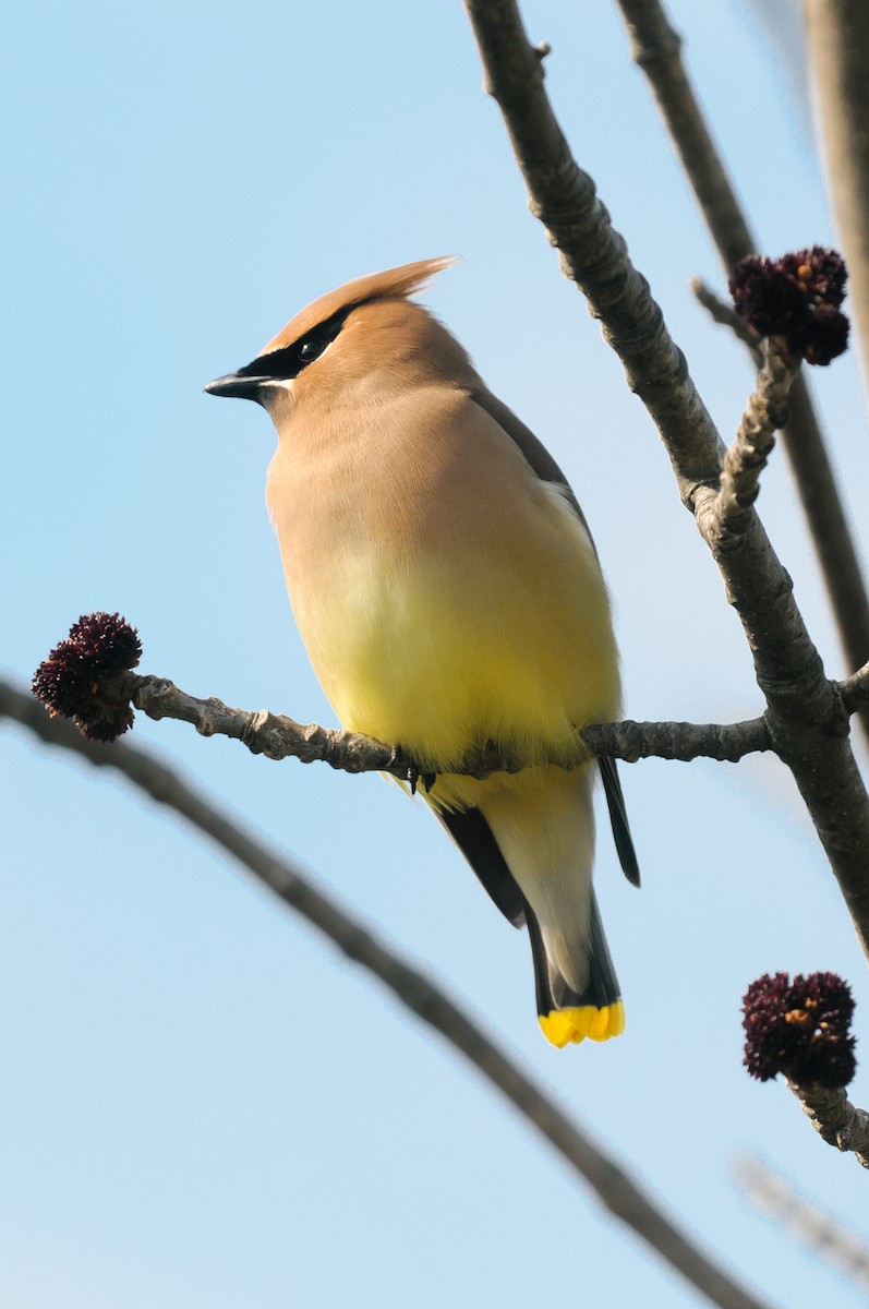 Cedar Waxwing - Rod MacDonald