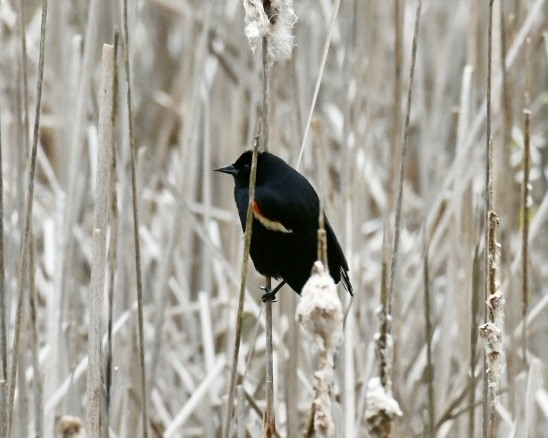 Red-winged Blackbird - ML618313626