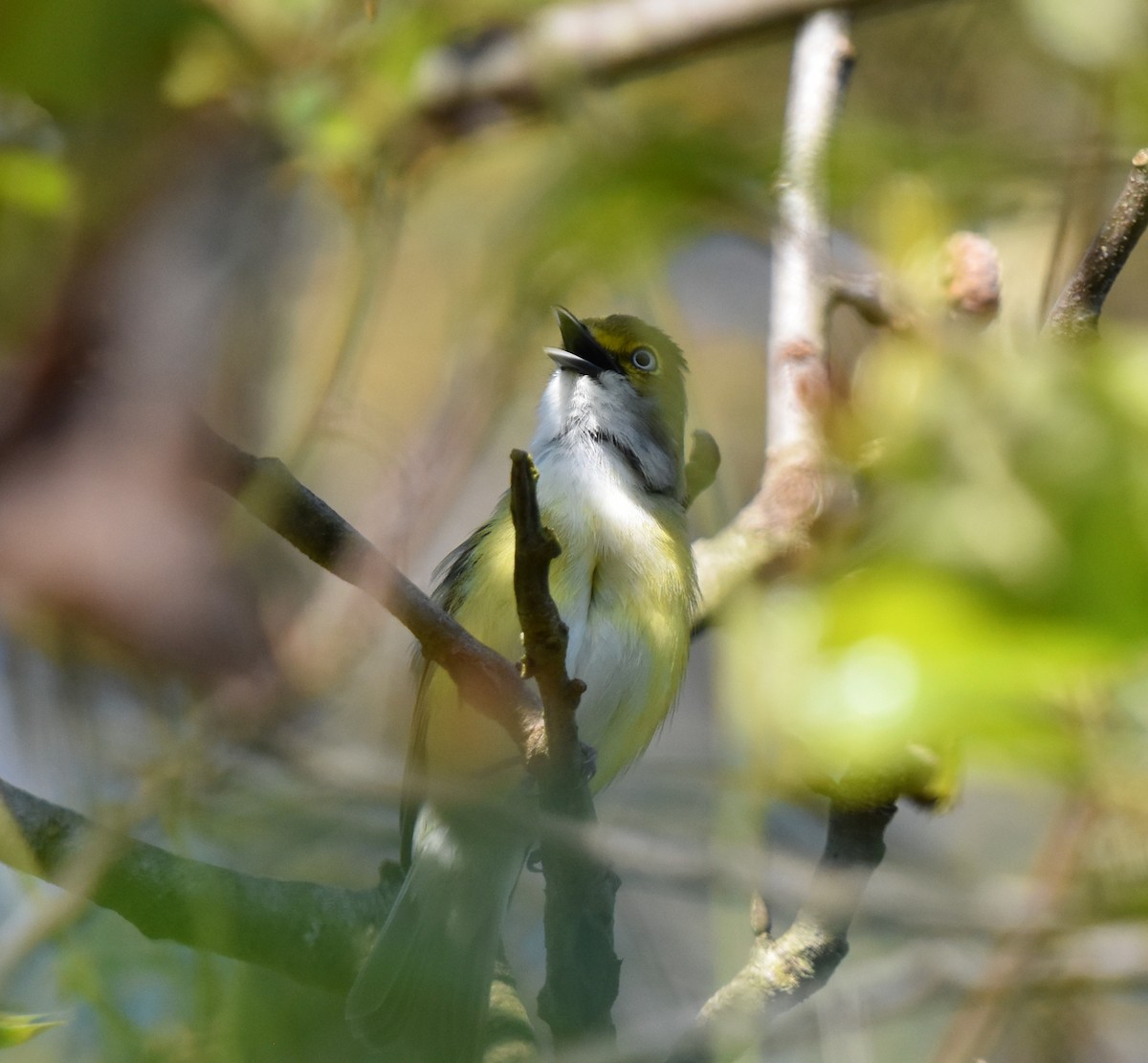 White-eyed Vireo - Bob  Book