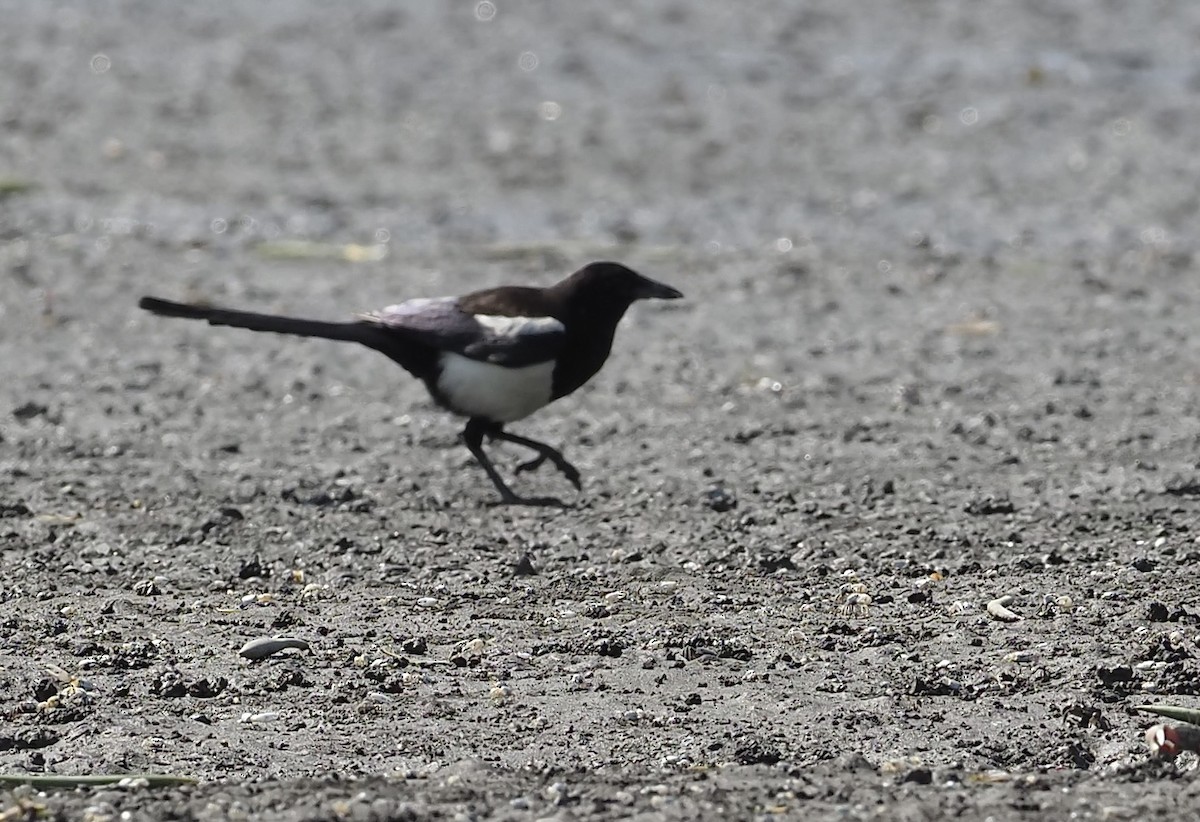 Oriental Magpie - ML618313642