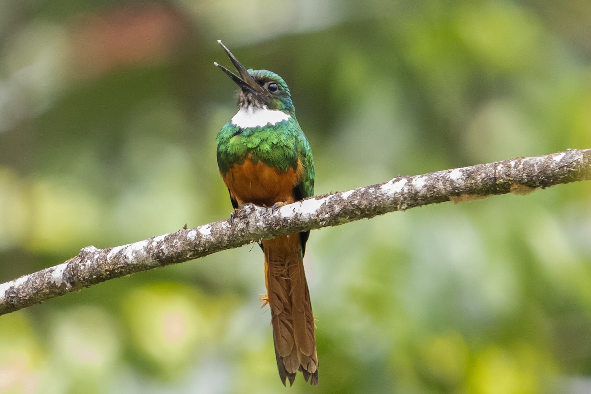 Rufous-tailed Jacamar - ML618313665