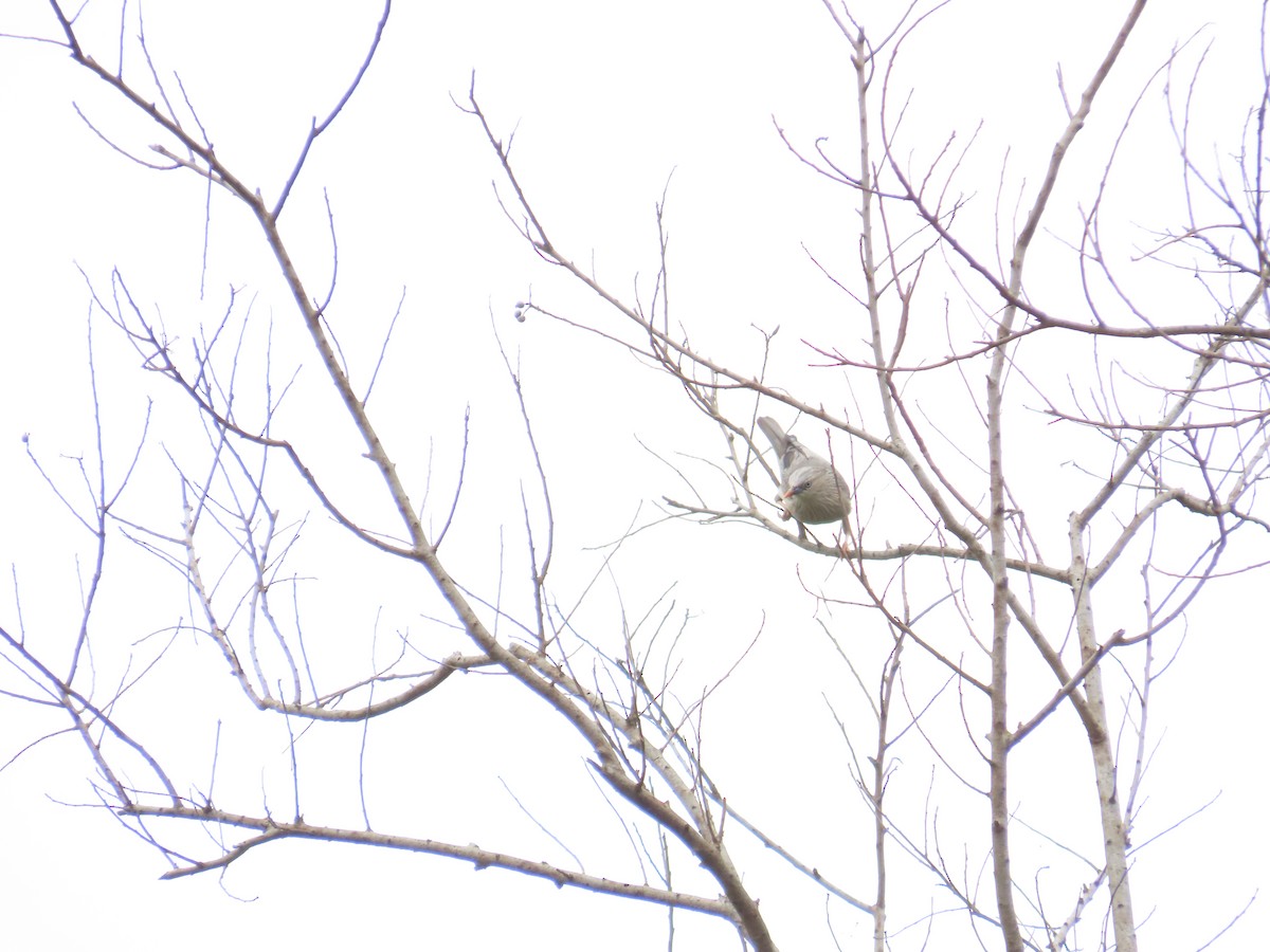 Chestnut-tailed Starling - 韋勳 陳