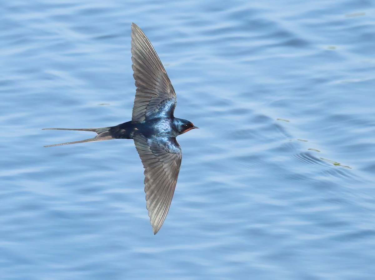 Barn Swallow - ML618313762