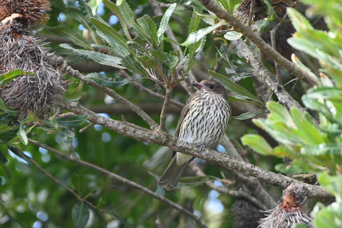 Olive-backed Oriole - Hitomi Ward