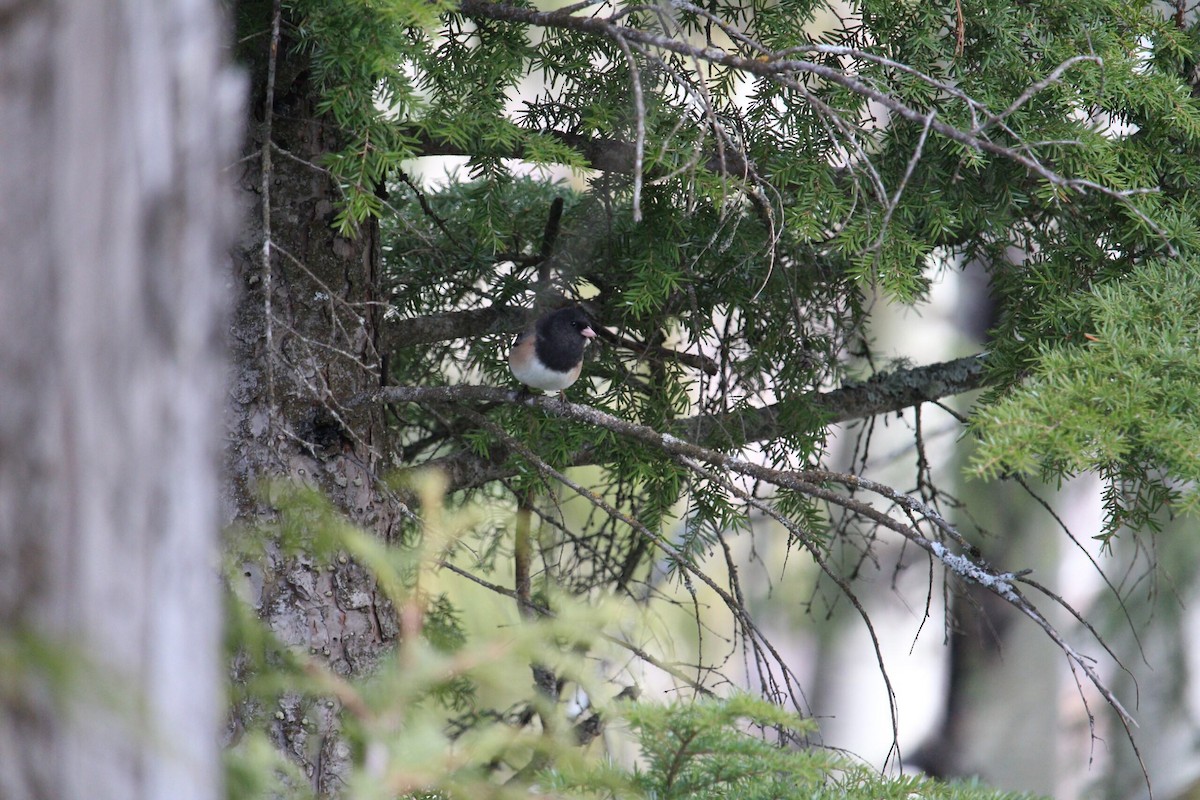 Dark-eyed Junco - Jaren Prokop