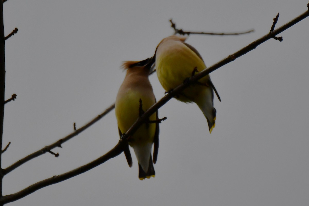 Cedar Waxwing - Carmen Ricer