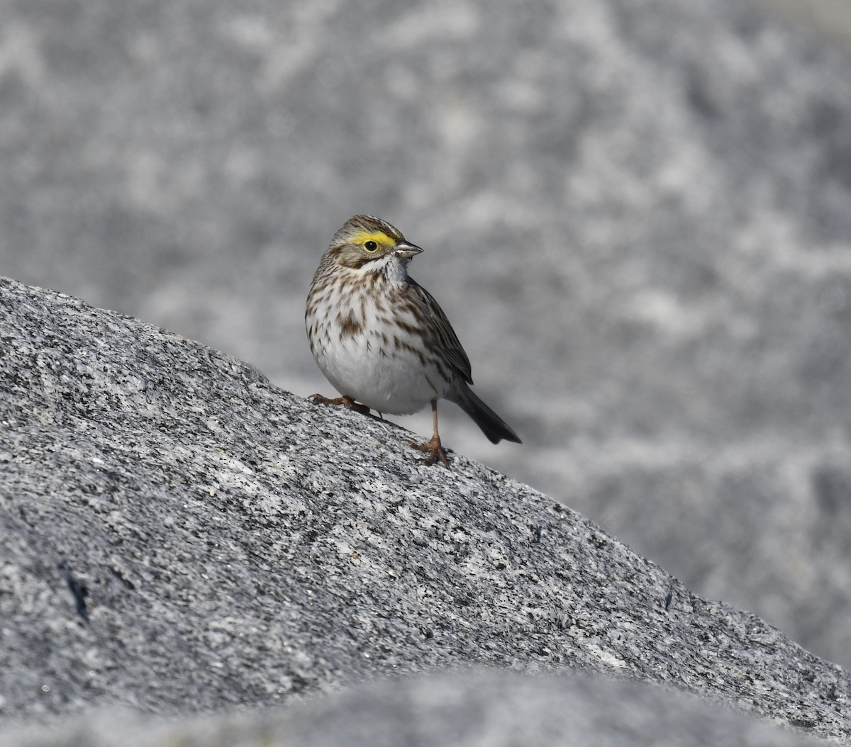 Savannah Sparrow (Ipswich) - ML618313816