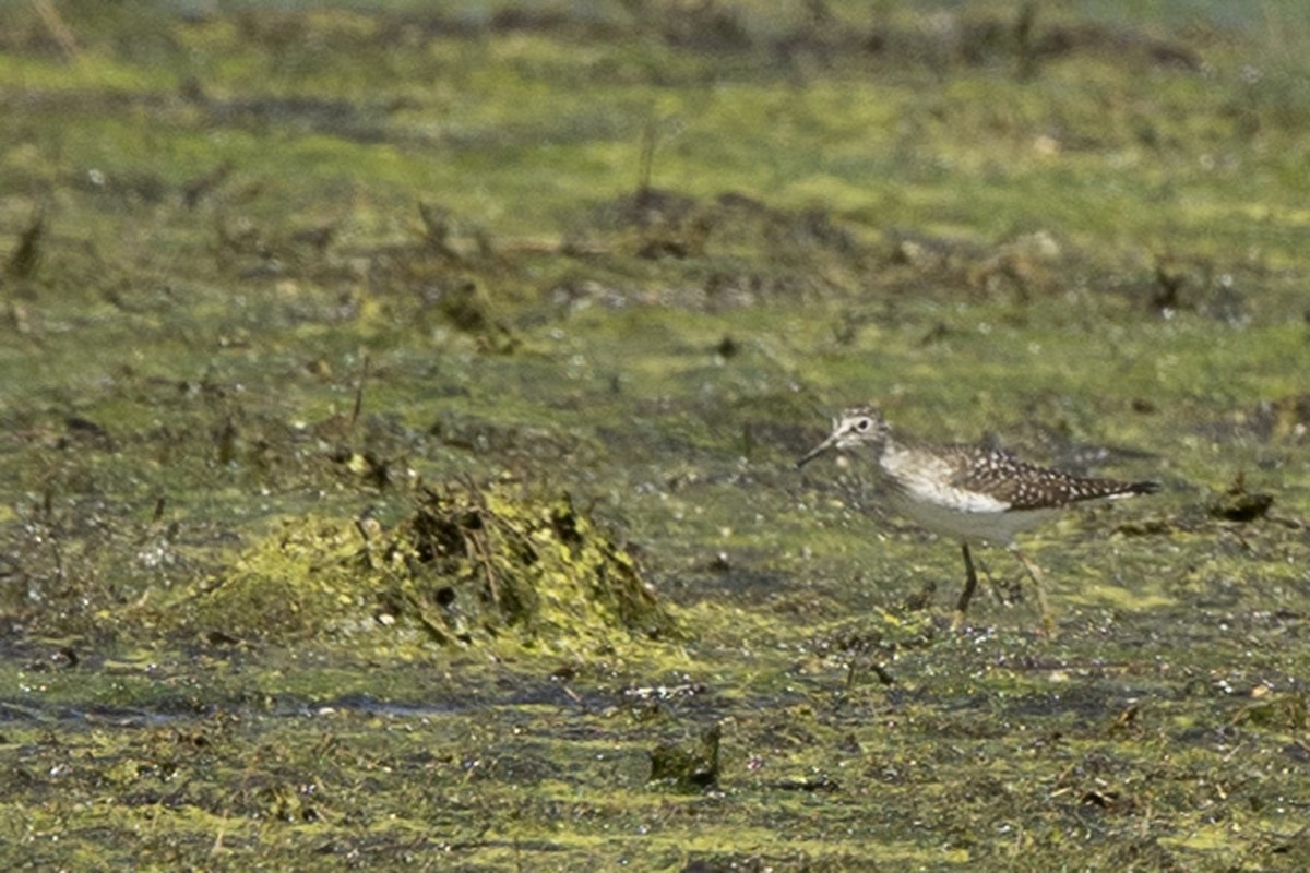 Solitary Sandpiper - ML618313817