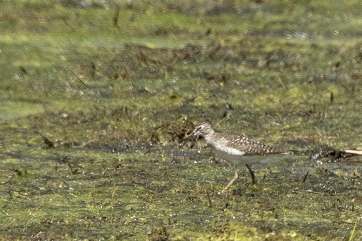 Solitary Sandpiper - ML618313820