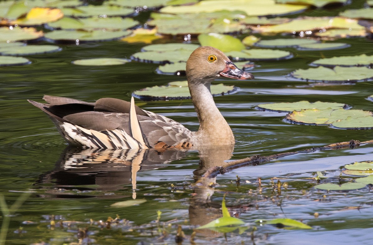 Plumed Whistling-Duck - ML618313823