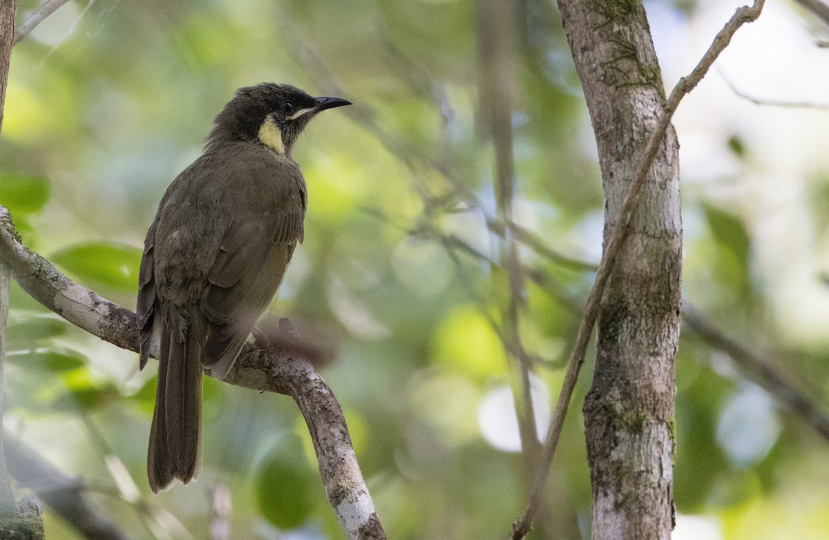 Lewin's Honeyeater - Chris Barnes